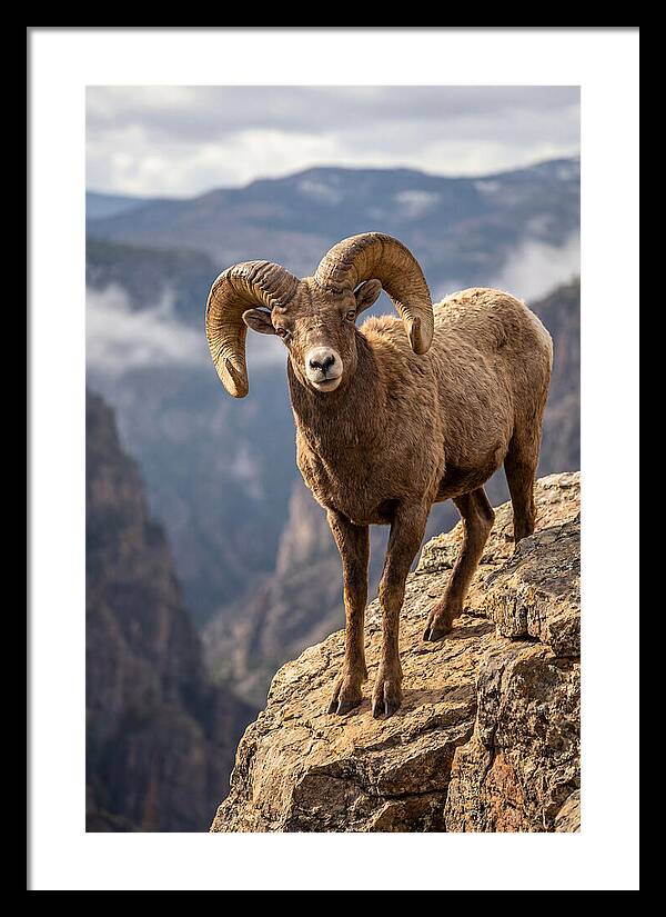 Majestic Bighorn Ram On Precipice