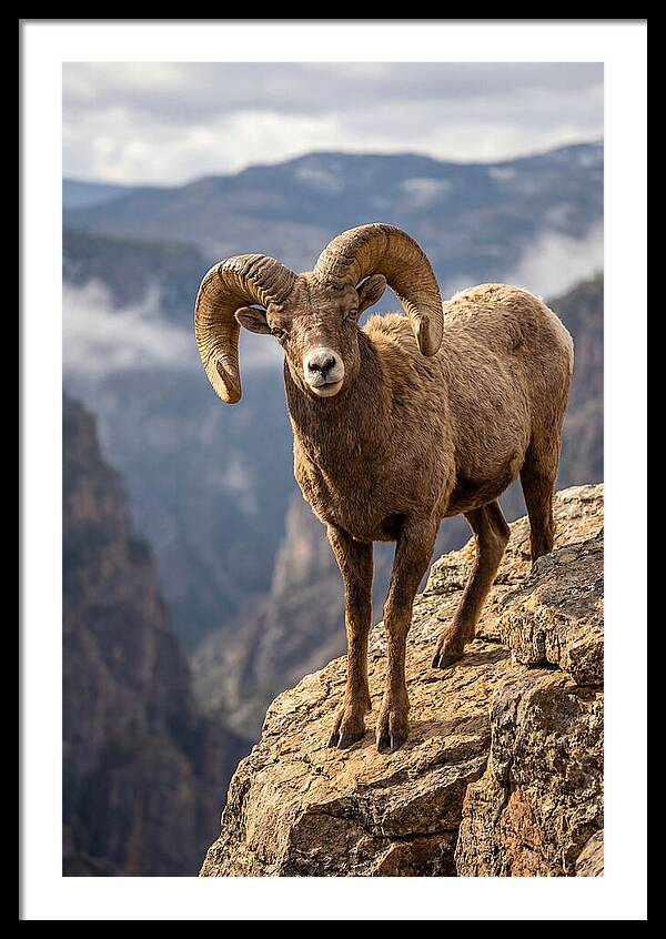 Majestic Bighorn Ram On Precipice