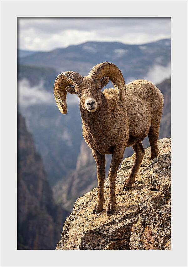 Majestic Bighorn Ram On Precipice