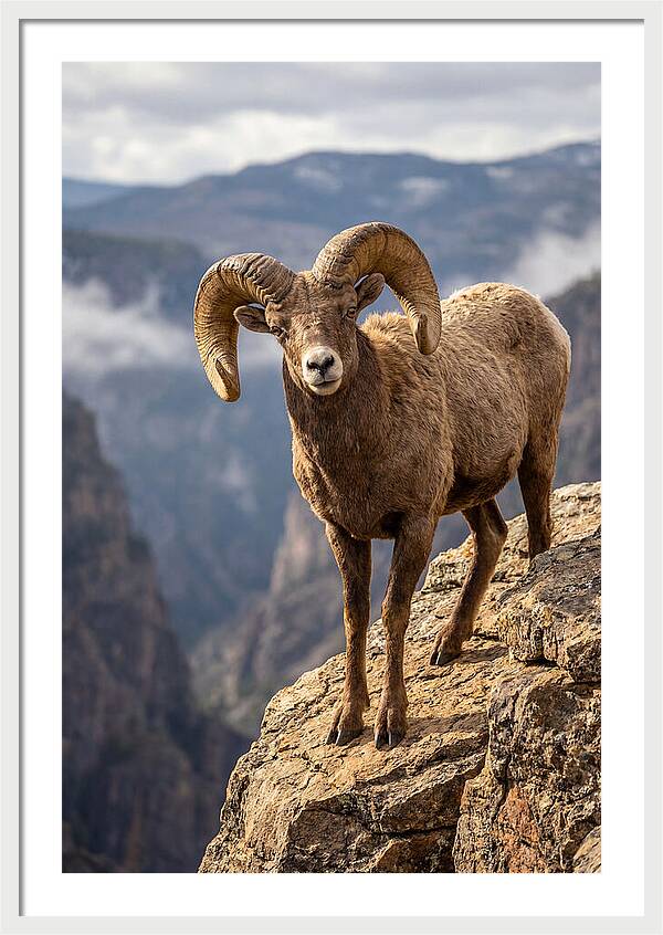 Majestic Bighorn Ram On Precipice
