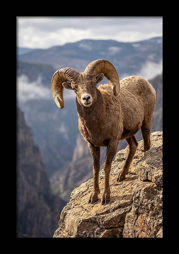 Majestic Bighorn Ram On Precipice