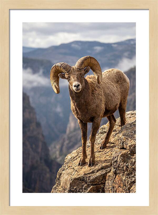 Majestic Bighorn Ram On Precipice