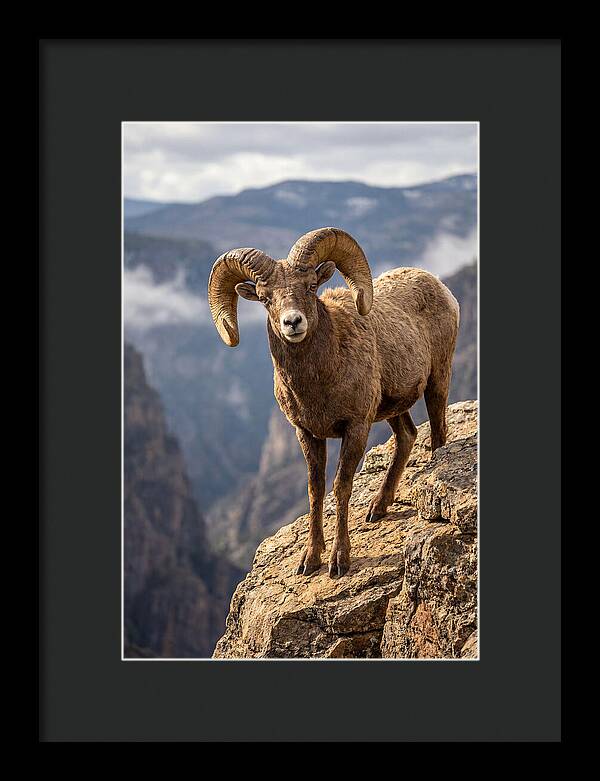 Majestic Bighorn Ram On Precipice