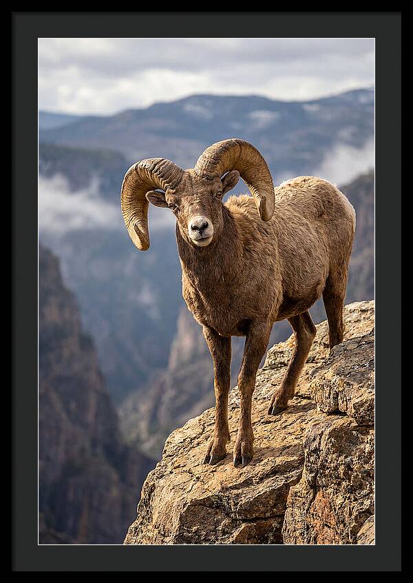 Majestic Bighorn Ram On Precipice