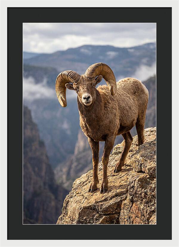 Majestic Bighorn Ram On Precipice