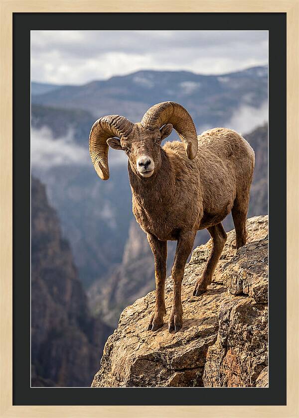 Majestic Bighorn Ram On Precipice
