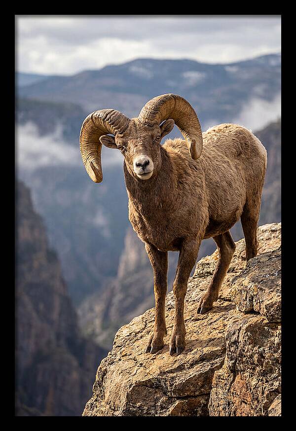 Majestic Bighorn Ram On Precipice