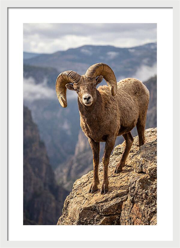Majestic Bighorn Ram On Precipice