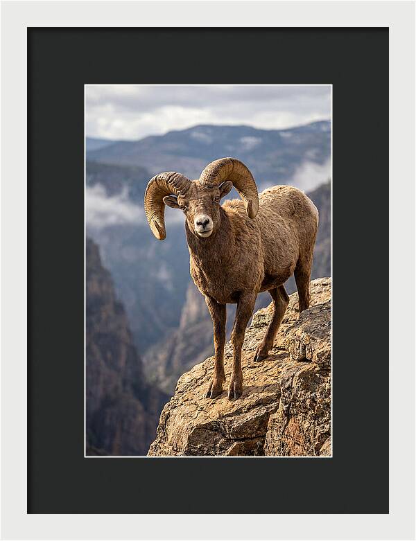 Majestic Bighorn Ram On Precipice
