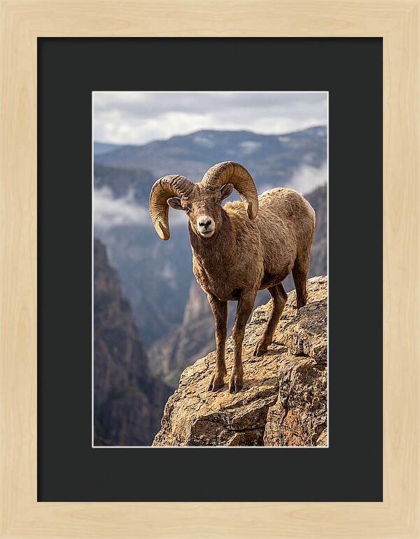 Majestic Bighorn Ram On Precipice