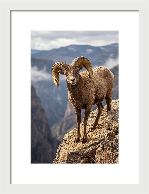 Majestic Bighorn Ram On Precipice