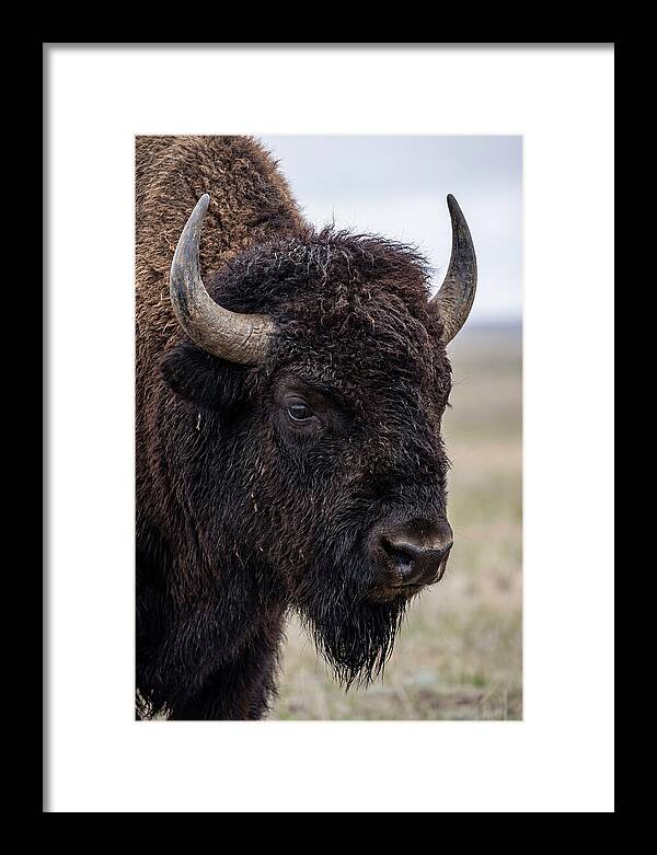 Majestic Bison Portrait