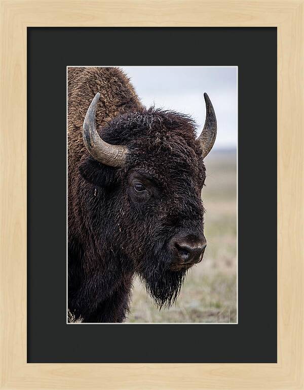 Majestic Bison Portrait