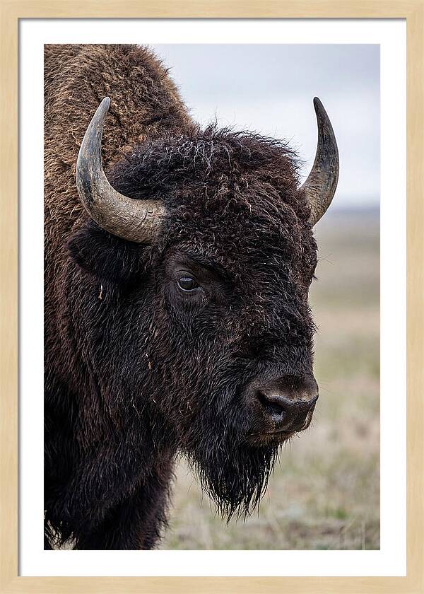 Majestic Bison Portrait