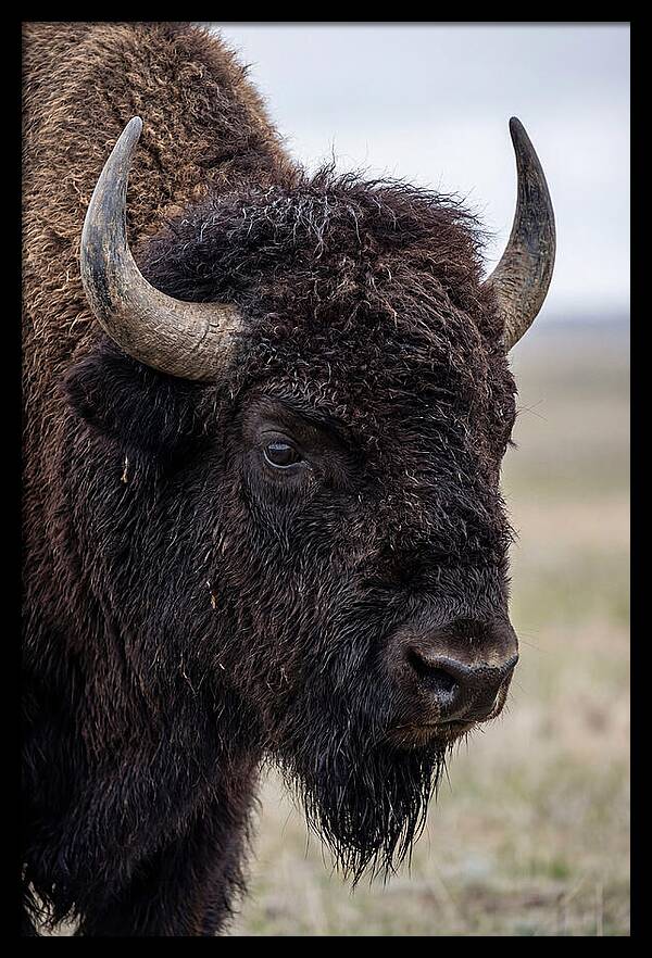 Majestic Bison Portrait