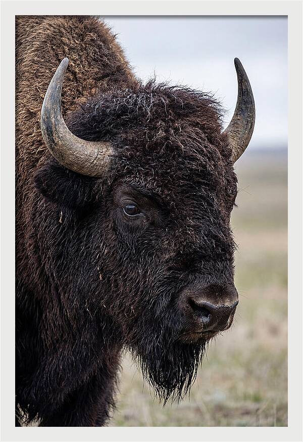 Majestic Bison Portrait