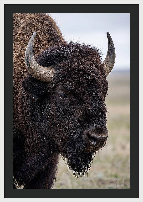 Majestic Bison Portrait