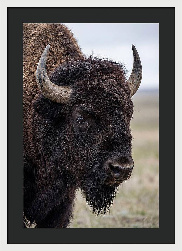 Majestic Bison Portrait