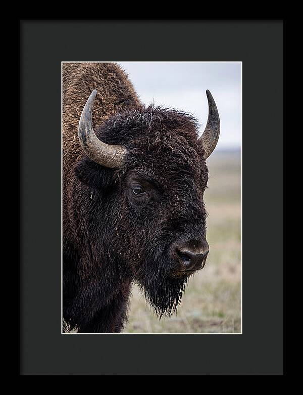 Majestic Bison Portrait