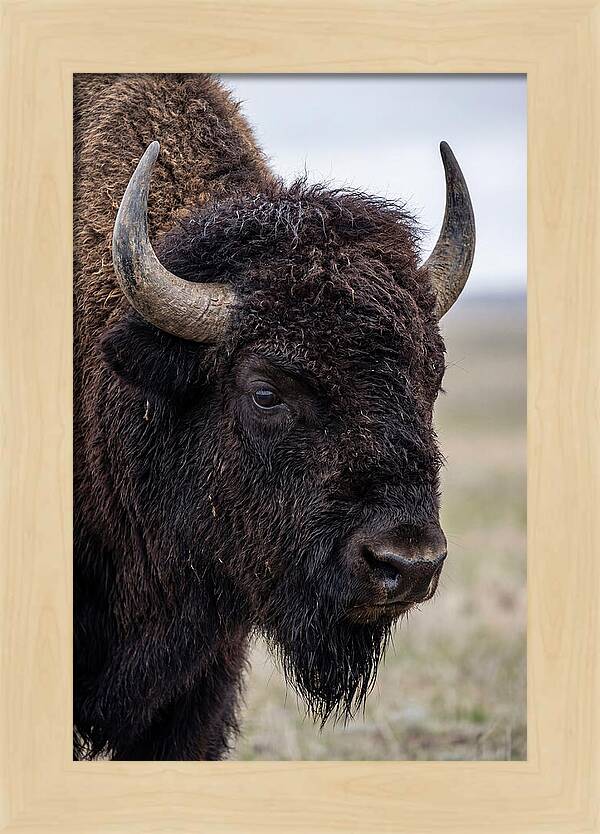 Majestic Bison Portrait
