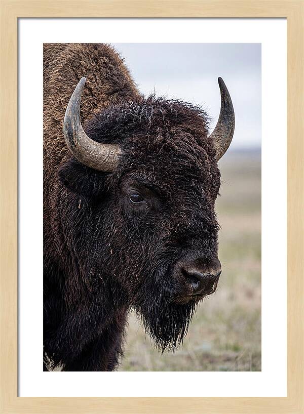 Majestic Bison Portrait