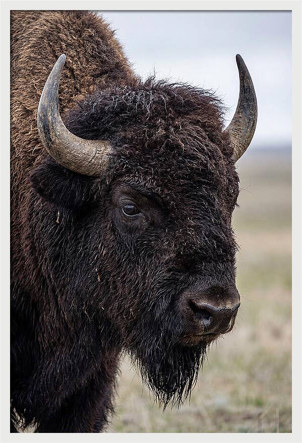 Majestic Bison Portrait