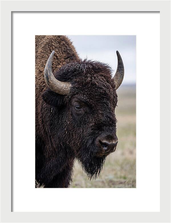 Majestic Bison Portrait