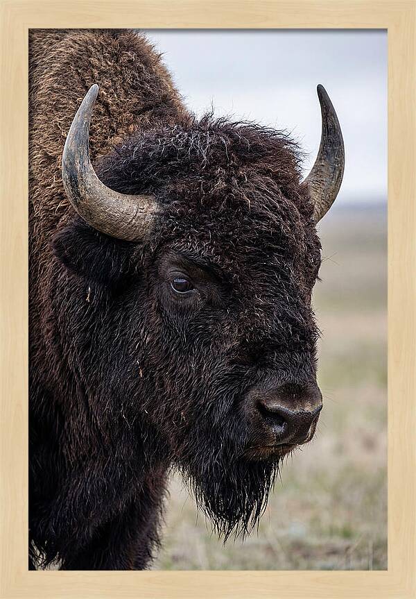 Majestic Bison Portrait