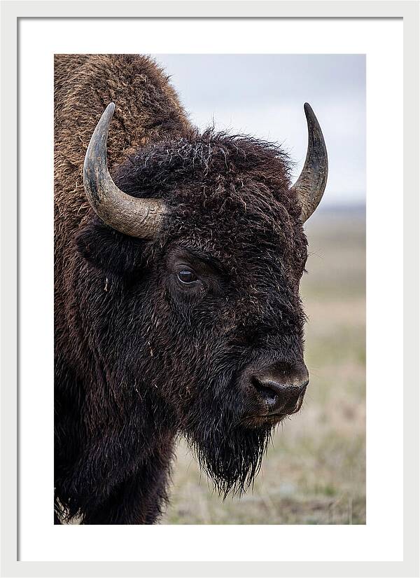 Majestic Bison Portrait