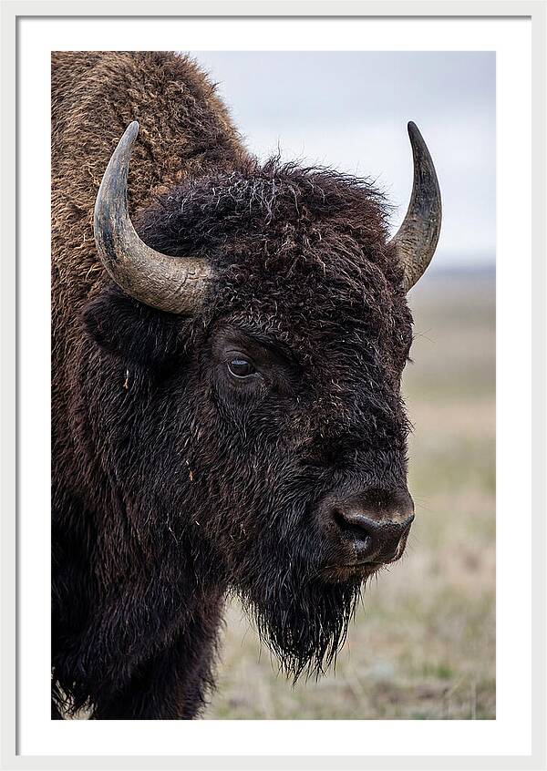 Majestic Bison Portrait