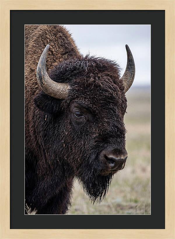 Majestic Bison Portrait