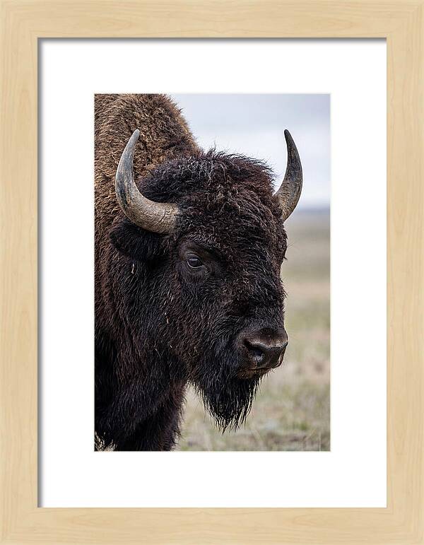 Majestic Bison Portrait