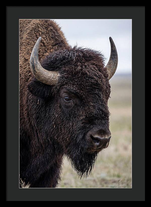Majestic Bison Portrait