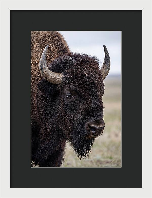 Majestic Bison Portrait
