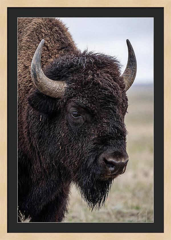 Majestic Bison Portrait