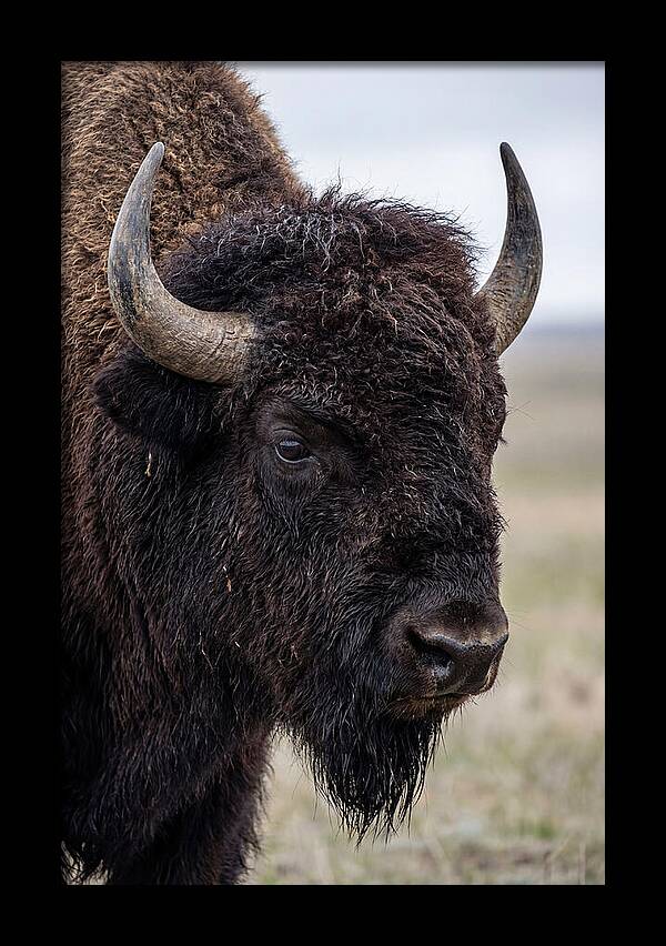 Majestic Bison Portrait