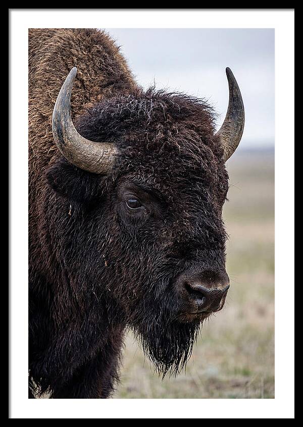 Majestic Bison Portrait