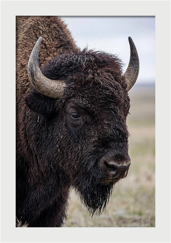 Majestic Bison Portrait