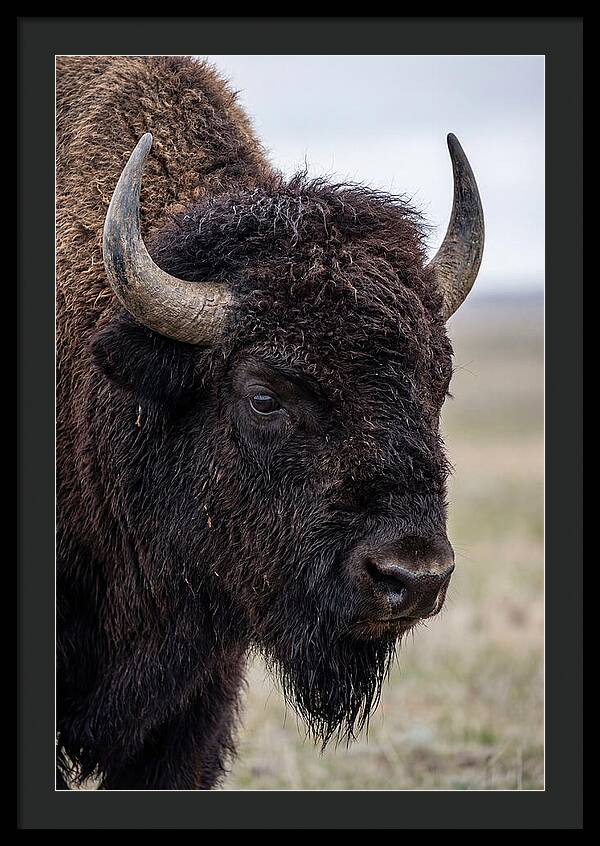 Majestic Bison Portrait