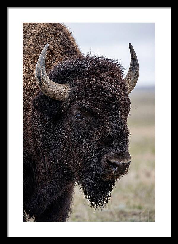 Majestic Bison Portrait