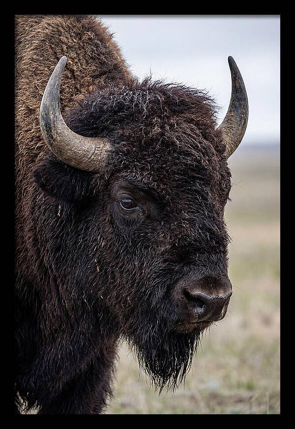 Majestic Bison Portrait