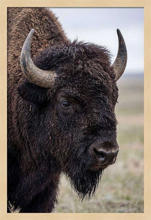 Majestic Bison Portrait