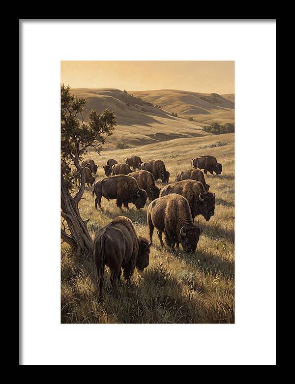 Majestic Bison Roaming The Plains