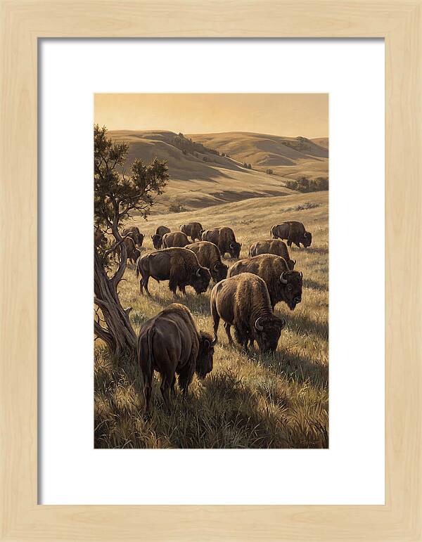 Majestic Bison Roaming The Plains