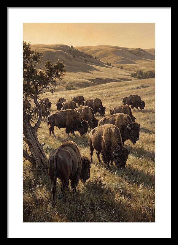 Majestic Bison Roaming The Plains