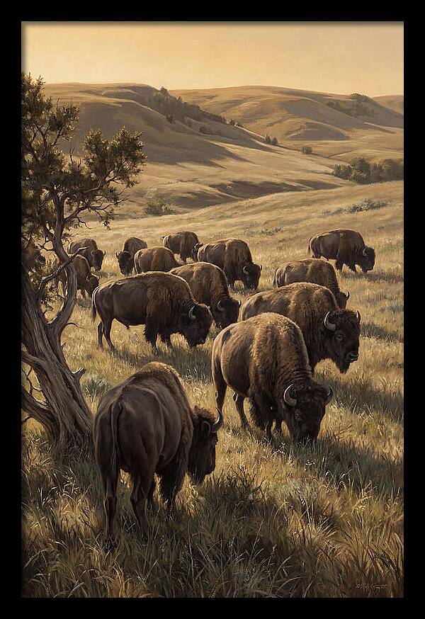 Majestic Bison Roaming The Plains