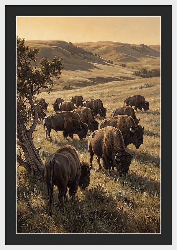Majestic Bison Roaming The Plains