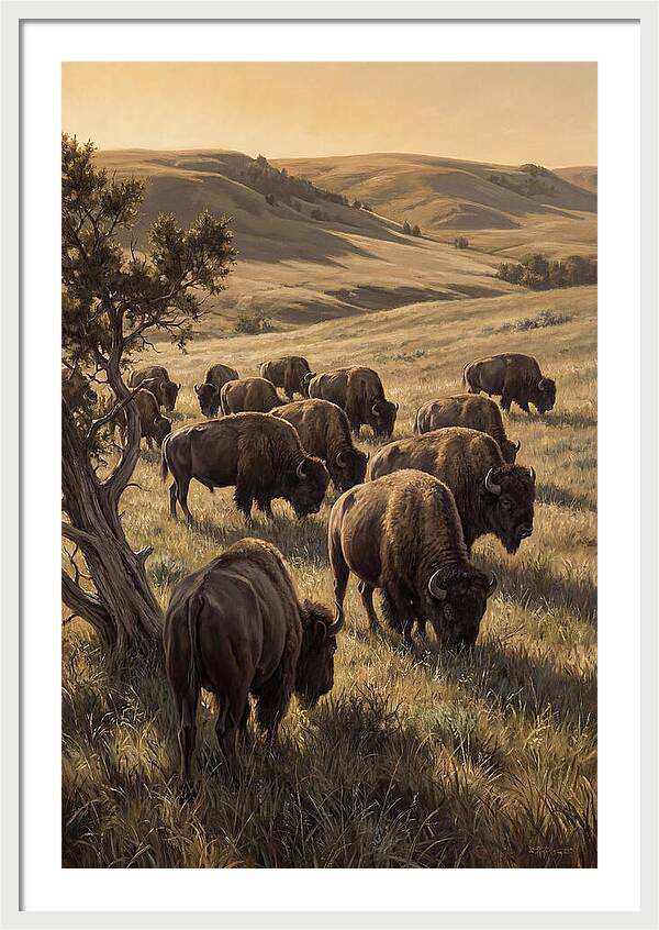 Majestic Bison Roaming The Plains