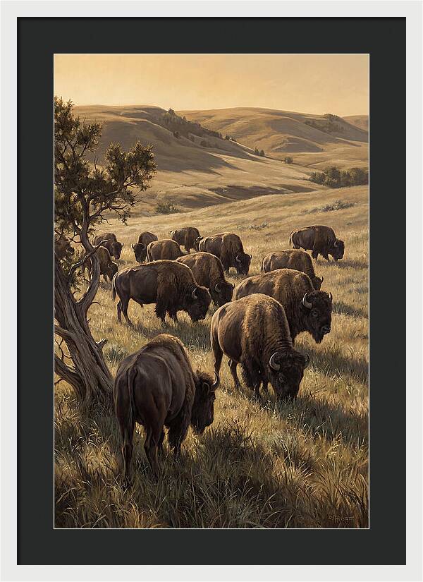 Majestic Bison Roaming The Plains