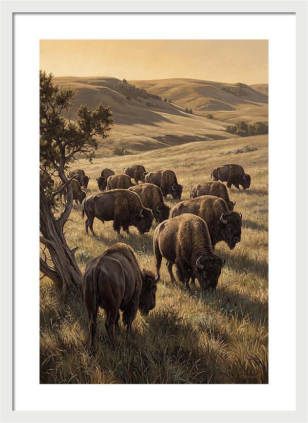 Majestic Bison Roaming The Plains